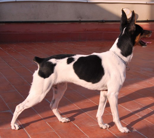 Mi Perra Nina sera  Mama a primeros de Enero  del  Perro  Kiko Campeon de España de Velleza